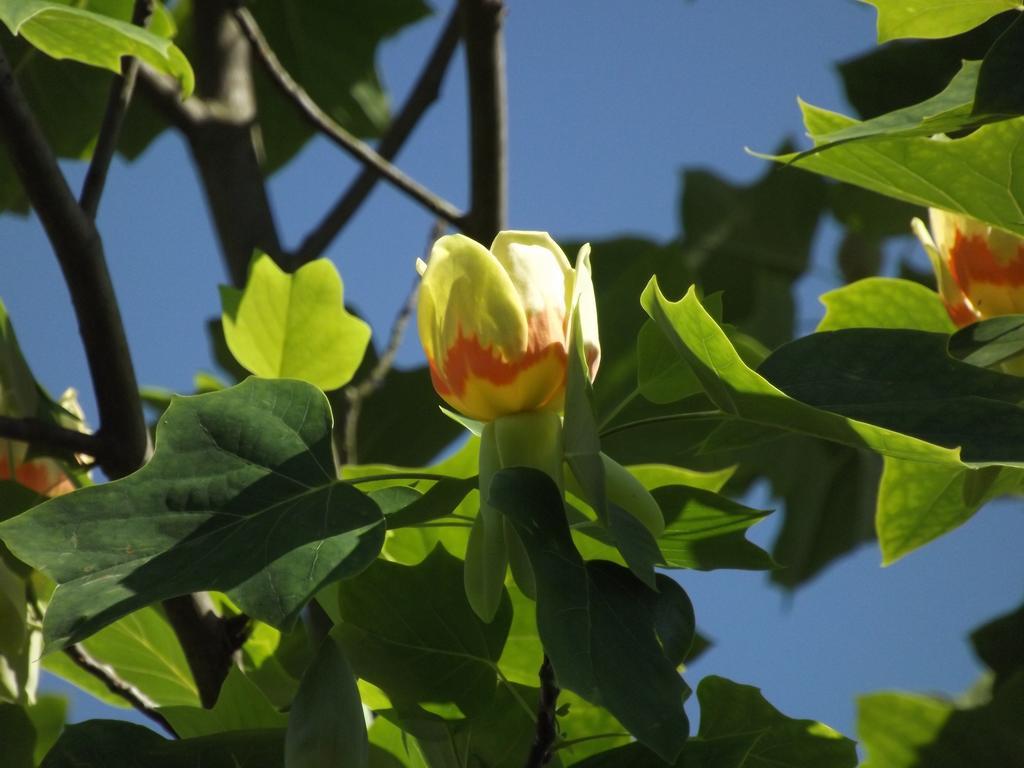 발렌자 Agriturismo Cascina Nuova 빌라 외부 사진
