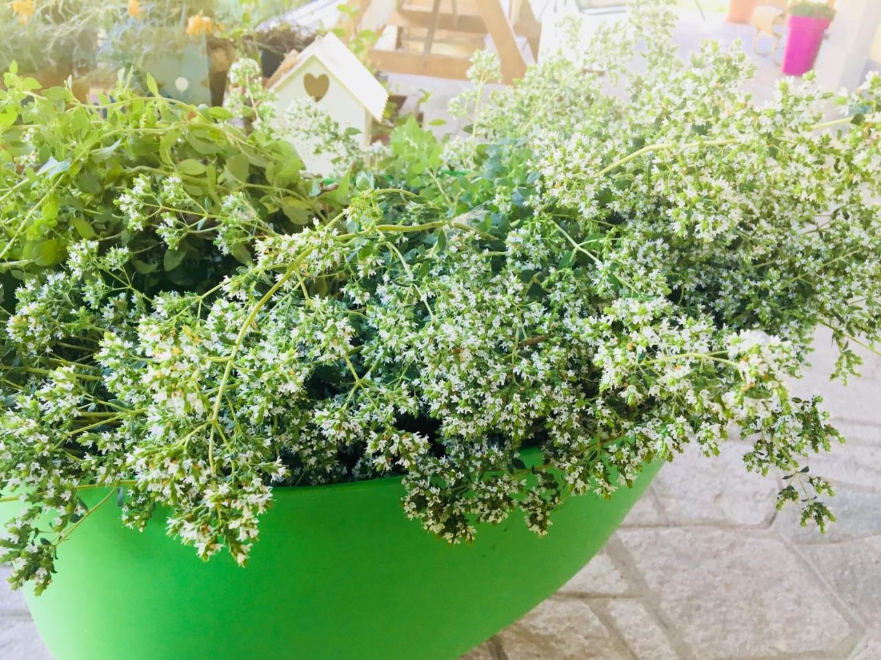 발렌자 Agriturismo Cascina Nuova 빌라 외부 사진